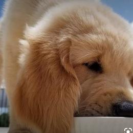 Goldendoodle, Golden Retriever, and Sheepadoodle Puppies from Guppy Puppies