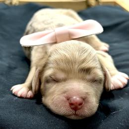 Golden Aussiedoodle and Goldendoodle Puppies from AZ Stickerdoodles