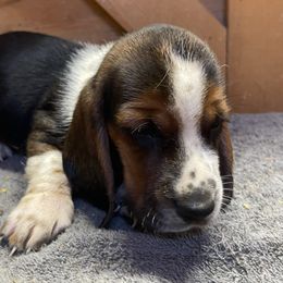 Boy 2 - Black white and brown male Basset Hound puppy in Falls City, Nebraska from Bassett Hounds & Labradors