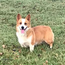 Joy - Pembroke Welsh Corgi