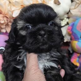 Blue Girl 1 - Black female Shih Tzu puppy in Buda, Texas from Vickie's Shih Tzus