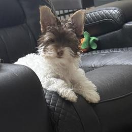 Mufasa AKC - Chocolate, tan and white male Yorkshire Terrier puppy in Labelle, Florida from Chocolate and Parti Yorkies in Florida