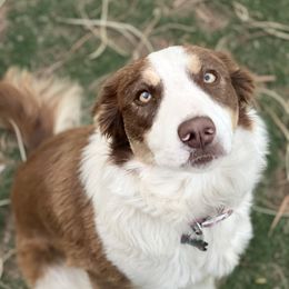 Haze - Border Collie