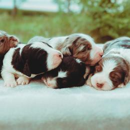 Bernedoodle Puppies from Abby Hamilton
