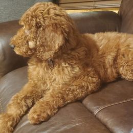 Goldendoodles and Poodles from Leash On Love