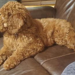 Goldendoodles and Poodles from Leash On Love