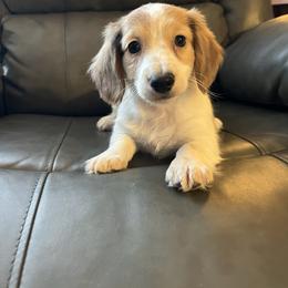 Gus - Piebald male Dachshund puppy in Milroy, Pennsylvania from Not Your Average Weiner