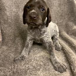 German Shorthaired Pointer Puppies from Spotted Dog Lodge