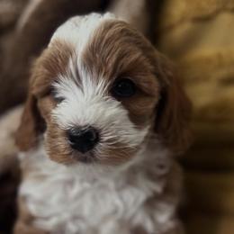 Goldendoodles from Family Doodles