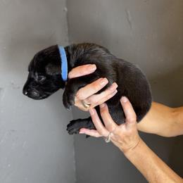 Blue Girl 6 - Black female Belgian Malinois puppy in Orange, Texas from Tacti-Mal K9 Kennels
