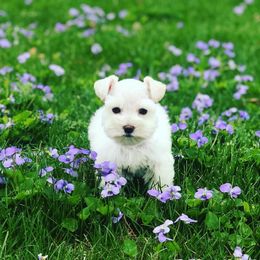 Miniature Schnauzer Puppies from Bearded Lady Schnauzers
