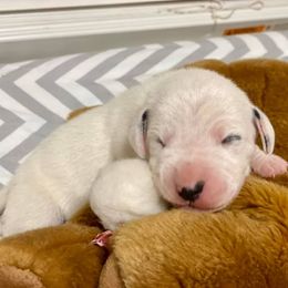 Dalmatian and Labrador Retriever Puppies from ECMO Farm Dalmatians & Labrador Retrievers