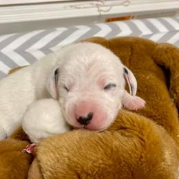 Dalmatian and Labrador Retriever Puppies from ECMO Farm Dalmatians & Labrador Retrievers