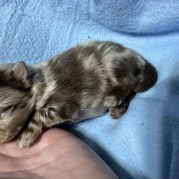 Mousse - Chocolate merle male Pomeranian puppy in Waterloo, Indiana from Garcias Pomeranian