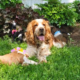 Honey - English Springer Spaniel