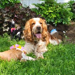 Honey - English Springer Spaniel