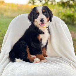 Yellow Female - Black rust and white female Bernese Mountain Dog puppy in Greenwood, Delaware from A&A Greenwood Puppies