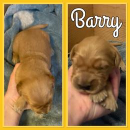 Bernese Mountain Dog and Golden Retriever Puppies from Happy Tails Family Farm