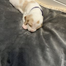 Beagle Puppies from Beagles at 4G Ranch