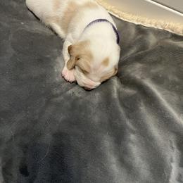 Beagle Puppies from Beagles at 4G Ranch