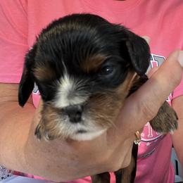 Boy 4 - Black and tan male Cavalier King Charles Spaniel puppy in Morriston, Florida from Cutesy Cavaliers