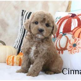 Cinnamon - Apricot female Goldendoodle puppy in Swartz Creek, Michigan from Michigan Doodles