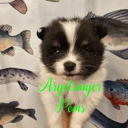Kano - Black and tan parti male Pomeranian puppy in Indianola, Iowa from Argetsinger Poms