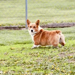 Trudy - Pembroke Welsh Corgi