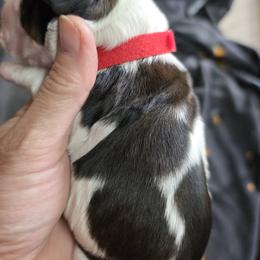Boy 5 - male English Springer Spaniel puppy in Waynesburg, Ohio from Rebels Ridgeview Acres