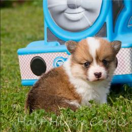 Taters - Sable male Pembroke Welsh Corgi puppy in Williams, California from Half Hitch Corgis