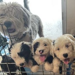 Old English Sheepdogs from Wiggle Butts x Three