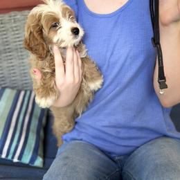Black collar - Red  male Goldendoodle puppy in Lake Butler, Florida from Providence Ranches