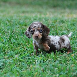 AKC Thor - Dapple male Dachshund puppy in Billings, Missouri from Bundles of Joy