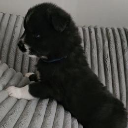 Lamborghini - Black and white male Siberian Husky puppy in Urbana, Ohio from Fairhaven's Siberian Huskies
