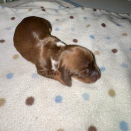 AKC female 2 - Chocolate female Dachshund puppy in Knoxville, Tennessee from Thea's Puppies