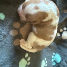 Male - Blenheim female Cavalier King Charles Spaniel puppy in Clintonville, Wisconsin from Whispering Meadows Performances Horses and Cavalier King Charles Spaniels