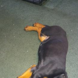 Rottweiler Puppies from Gregory Mulkey's Rottweilers