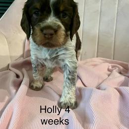 Holly - Tri-Roan female English Springer Spaniel puppy in Nine Mile Falls, Washington from Sue's Springers
