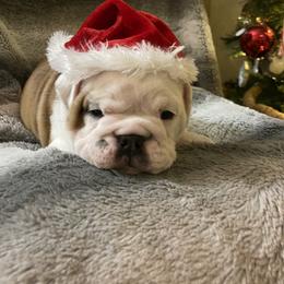 Bulldog Puppies from Semper Fi Bulldogs