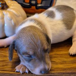 Casper AKC Mini Isabella and tan piebald Dachshund - Piebald male Dachshund puppy in Las Cruces, New Mexico from The Dachshund Den