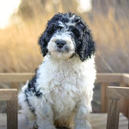 Ranger - Black male Labradoodle puppy in Crete, Nebraska from Doodles & Co