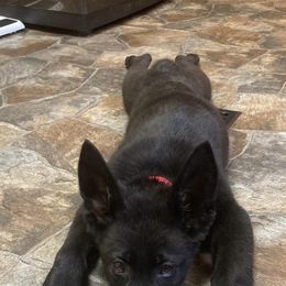 German Shepherds from Valorridge K9s