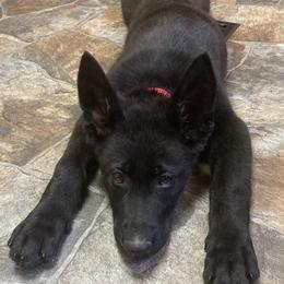 German Shepherds from Valorridge K9s