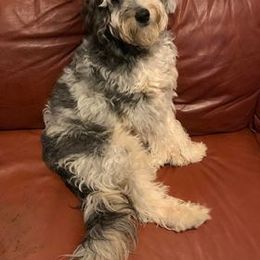 Aussiedoodle and Goldendoodle Puppies from Jackson County Doodles