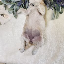 Bernedoodle and Labradoodle Puppies from Royal Doodles