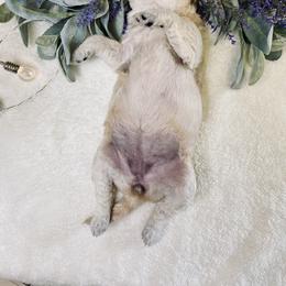Bernedoodle and Labradoodle Puppies from Royal Doodles