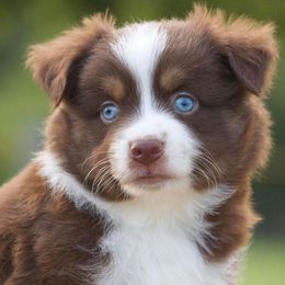 Miniature Australian Shepherd Puppies from Vigilante Mini Aussies