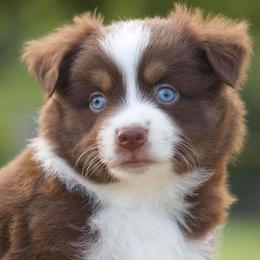 Miniature Australian Shepherd Puppies from Vigilante Mini Aussies