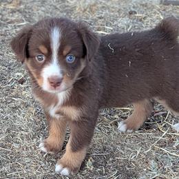 Hazelnut - Red tri female Toy Australian Shepherd puppy in Mountain Home, Idaho from LJK Boxers & Toy Aussies