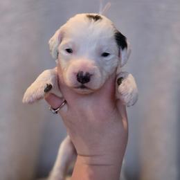Doctors Strange - Black and white male Sheepadoodle puppy in Ashton, Idaho from Kerr Kanine Ranch